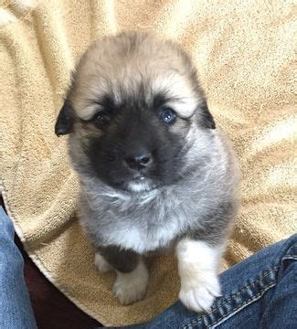 Litter of 5 Anatolian Shepherd-Great Pyrenees Mix puppies for sale in ROBSTOWN, TX. ADN-39836 on ...