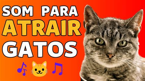 SOM PARA ATRAIR GATOS GATO MIANDO E RONRONANDO CHAME A ATENÇÃO DO