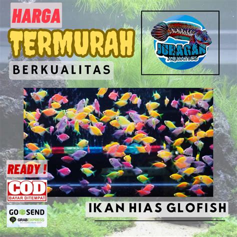 Jual Ikan Glofish Hias Aquarium Ikan Glowfish Warna Warni Ikan Glow