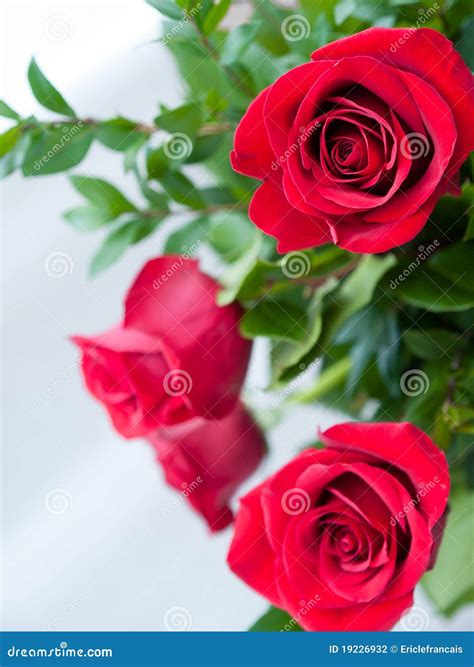 Romantic Red Roses Stock Photography - Image: 19226932