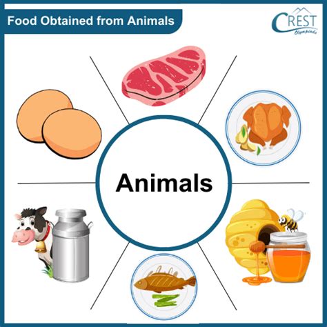 Food Types & Balanced Diet - Class 2 Science Guide