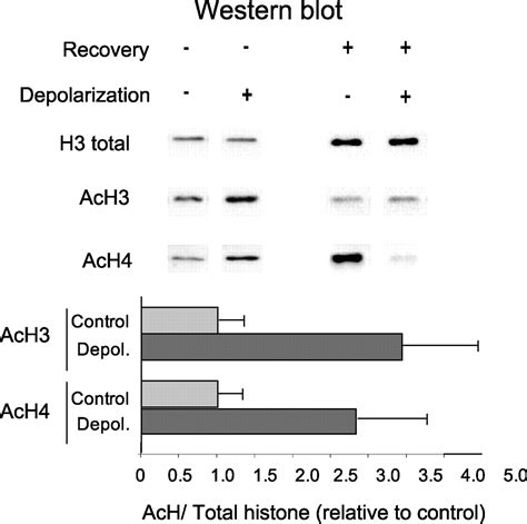 Neuronal Cell Depolarization Induces Intragenic Chromatin Modifications