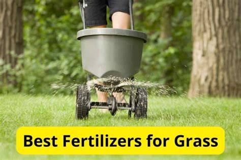 7 Best Fertilizers For Grass In 2024 Reviews Lawnstarter