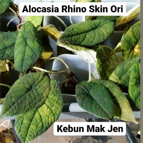 Jual Alocasia Melo Badak Alocasia Rhinoskin Ori Bonggol Cek