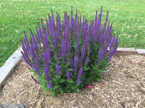 When Should I Plant Salvias at Antonio Fore blog