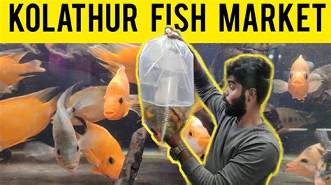 Kolathur Fish Market கோலாத்தூர் மீன் சந்தை Iamsuren Youtube