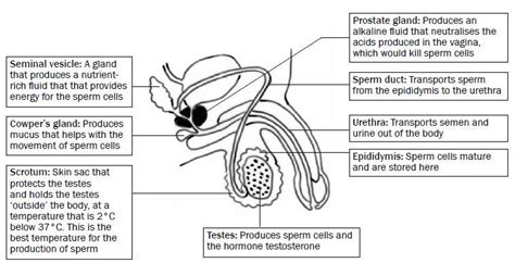 Reproduction Grade 12 Notes Life Sciences Study Guides