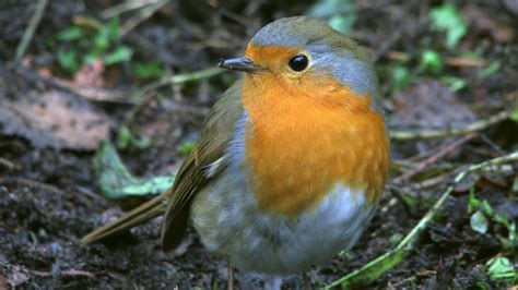 Sachgeschichte Wie pinkeln Vögel mit Gebärdensprache Sendung