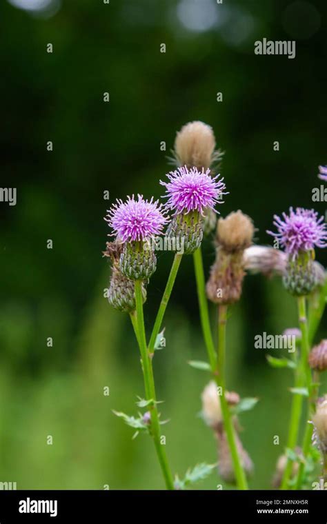 Flowering creeping thistle Cirsium arvense, also Canada thistle or field thistle. The creeping ...