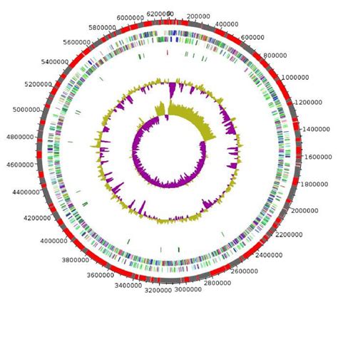 Graphical Circular Map Of The Chromosome From Outside To The Center