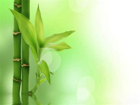 Bamboo Art Backgrounds For Powerpoint Templates Ppt Backgrounds