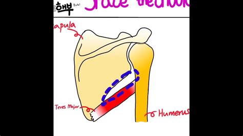 Spaces In The Shoulder Triangular Space Triangular Interval And