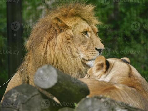 animals in the zoo 10307563 Stock Photo at Vecteezy