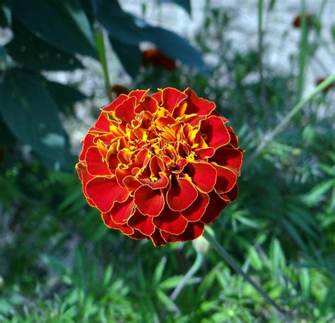 Flower French Marigold Kalghatgi Free Photo On Pixabay Pixabay