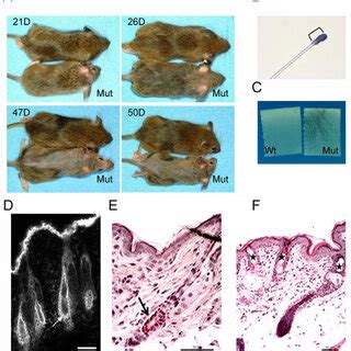 Skin Phenotype Of Adult Dsc3 Fl Fl K14 Cre Mice A A 160 Day Old