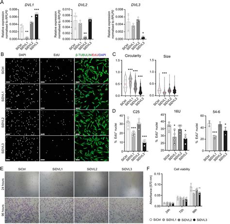 Knockdown Of Dvl Or Dvl Reduces Proliferation In Human Myoblasts A