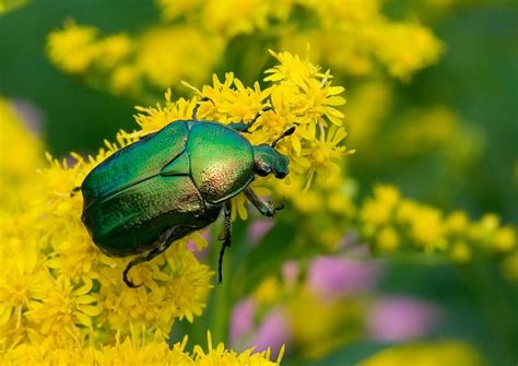 Learn About June Bugs Midsummer Beetle Breakdown