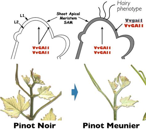 The Microvine: A Versatile Plant Model to Boost Grapevine Studies in ... 