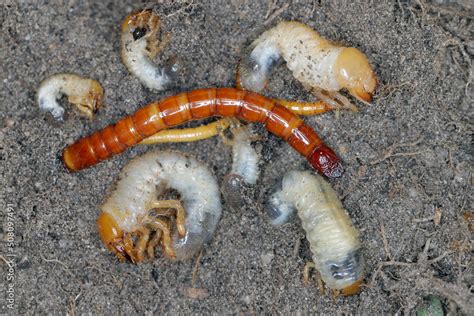 Wireworms And Grubs Common Pests Of Various Plants That Eat Roots In