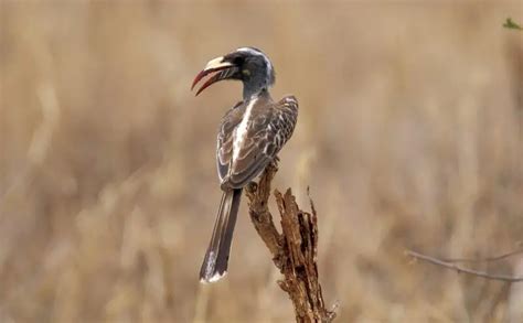 African Grey Hornbill Facts Diet Habitat And Pictures On Animaliabio