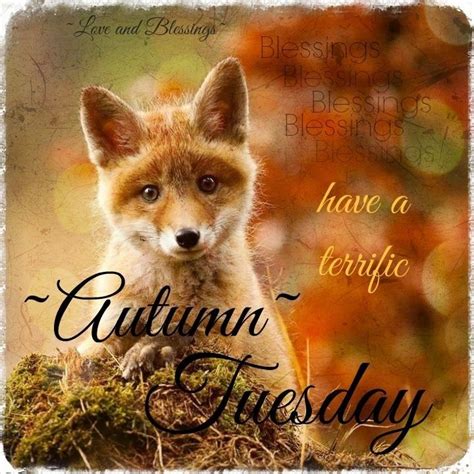 Fall, Autumn Tuesday | Good morning tuesday, Funny good morning images ...