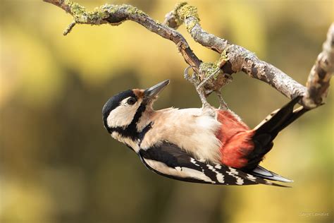 Pic Peiche Great Spotted Woodpecker Dendrocopos Major Serge