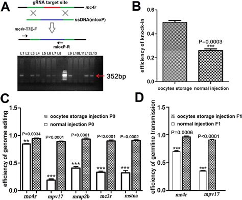 The efficiencies of gene knock-in and knock-out. (A) The schematic ...
