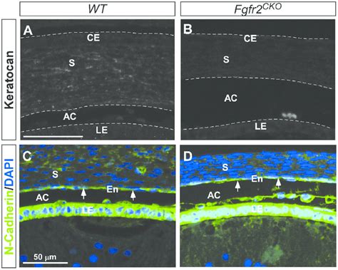 Corneal Mesenchymal Cell Differentiation At E165 In Wt And Fgfr2 Cko