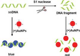 Naked Eye Sensitive Detection Of Nuclease Activity Using Positively Charged Gold Nanoparticles
