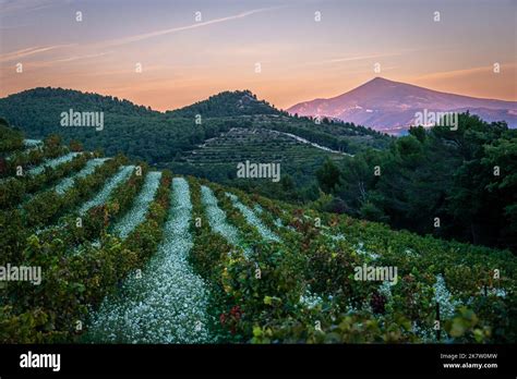 Baume De Venise Hi Res Stock Photography And Images Alamy