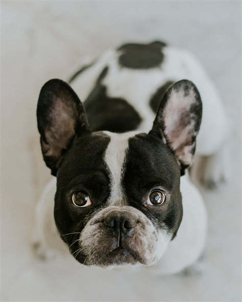 French Bulldog Black And White Wallpaper