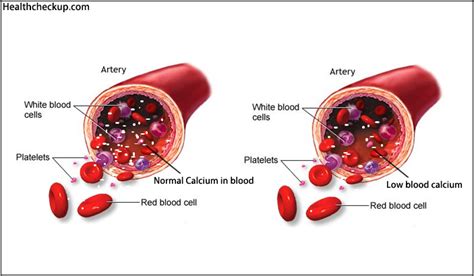 Normal Blood Calcium Levels