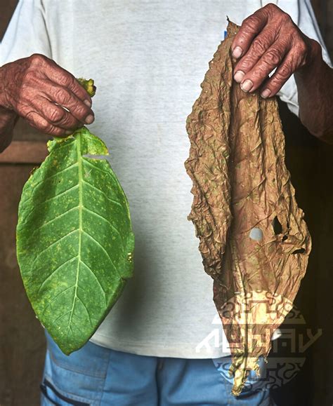 Mapacho Per Usos Tradicionales Del Tabaco Nativo