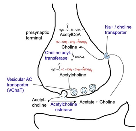 2.3 neurotransmitters & their receptors Flashcards | Quizlet