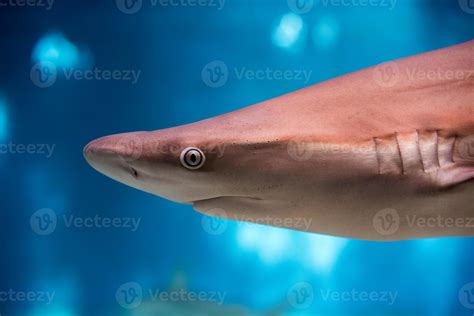 Shark eye close up detail macro ready to attack 17309011 Stock Photo at Vecteezy