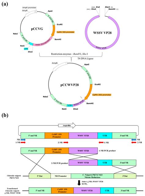 Construction And Schematic Representation Of The Structure Of The