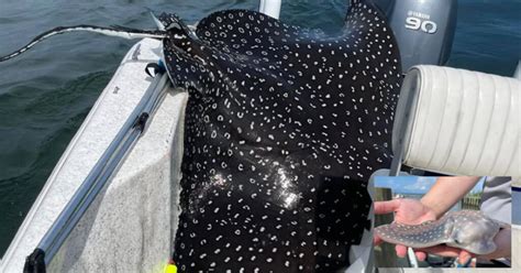 400 Pound Spotted Eagle Ray Jumps On Boat To Give Birth