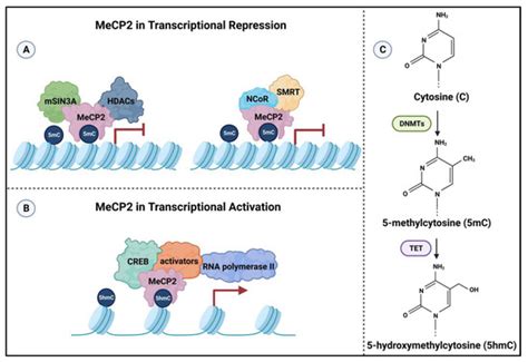 Ijms Free Full Text Mecp2 Is An Epigenetic Factor That Links Dna