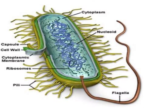 cell wall of bacteria | PPT