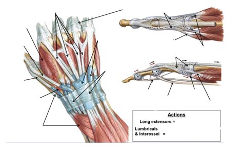 Extensor Tendons and extensor expansion (hood), radial artery in ...