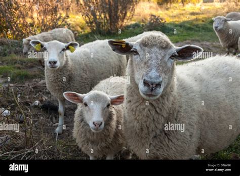 One Baby Sheep