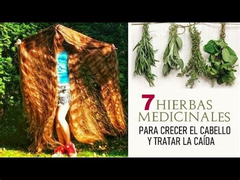 Descubre las 7 mejores plantas para la caída y crecimiento del cabello