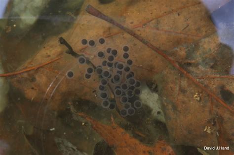 Jefferson Salamander Pa Herp Identification