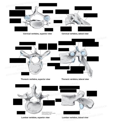 BIOL 241 Cervical Thoracic And Lumbar Vertebrae Diagram Quizlet