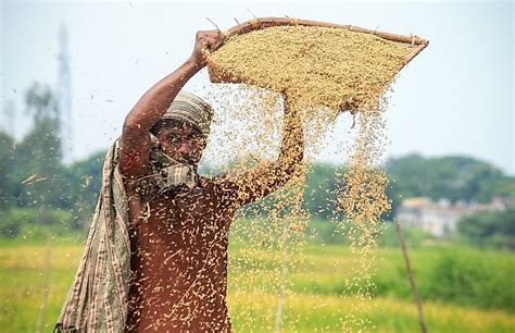 Largest Rice Producing Countries WorldAtlas