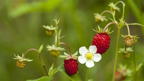 Cultivar Fresas Silvestres En Casa Nucleo Jardin