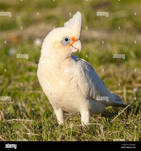 Cacatua Sanguinea Fotos Und Bildmaterial In Hoher Auflösung Alamy