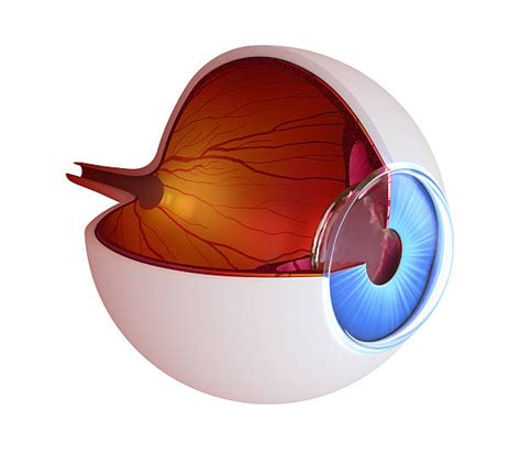 Auge Anatomie Bilder Und Stockfotos Istock