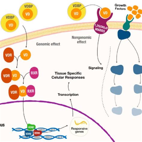 Hormonal Actions Of Vitamin D With Genomic And Nongenomic Effects Download Scientific Diagram