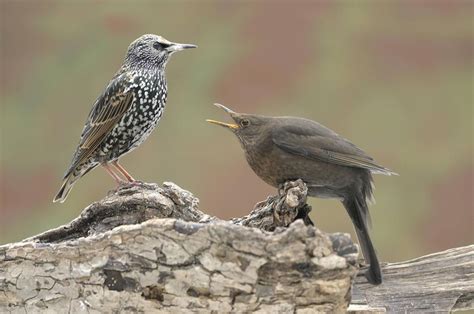 Blackbird Thrush And Starling You Can Distinguish Them By A Few